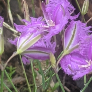 Thysanotus tuberosus at Lake George, NSW - 21 Nov 2021