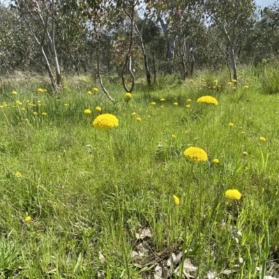 Craspedia variabilis (Common Billy Buttons) at Stromlo, ACT - 25 Oct 2021 by mcosgrove