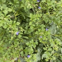 Erodium crinitum (Native Crowfoot) at Molonglo River Reserve - 21 Oct 2021 by mcosgrove