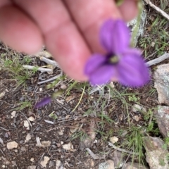 Arthropodium fimbriatum (Nodding Chocolate Lily) at Coree, ACT - 23 Nov 2021 by Jenny54