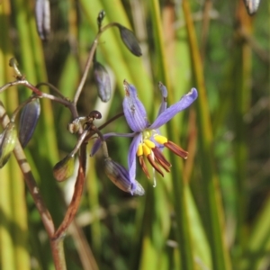 Dianella revoluta at Theodore, ACT - 20 Oct 2021