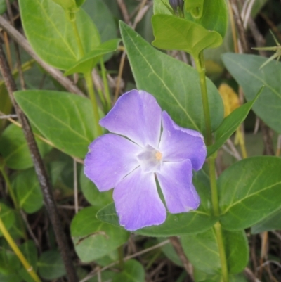 Vinca major (Blue Periwinkle) at Theodore, ACT - 20 Oct 2021 by MichaelBedingfield