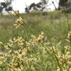 Juncus subsecundus (Finger Rush) at Googong, NSW - 22 Nov 2021 by Wandiyali