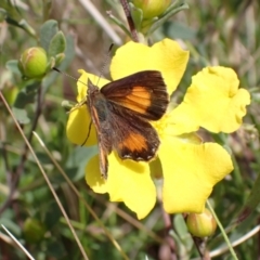 Paralucia aurifera (Bright Copper) at Paddys River, ACT - 18 Nov 2021 by AnneG1