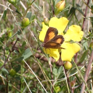 Paralucia aurifera at Paddys River, ACT - 18 Nov 2021