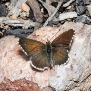 Neolucia agricola at Aranda, ACT - 23 Nov 2021