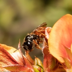 Exoneura sp. (genus) at Bruce, ACT - 23 Nov 2021