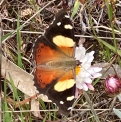 Vanessa itea (Yellow Admiral) at Bimberi Nature Reserve - 22 Nov 2021 by AnneG1