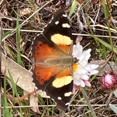 Vanessa itea (Yellow Admiral) at Cotter River, ACT - 22 Nov 2021 by AnneG1