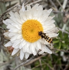 Melangyna viridiceps (Hover fly) at Cotter River, ACT - 22 Nov 2021 by AnneG1