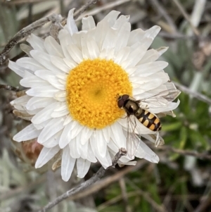 Melangyna viridiceps at Cotter River, ACT - 22 Nov 2021 02:42 PM