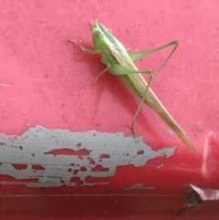 Conocephalus upoluensis (Meadow Katydid) at Garran, ACT - 22 Nov 2021 by Tapirlord