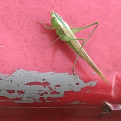 Conocephalus upoluensis (Meadow Katydid) at Garran, ACT - 22 Nov 2021 by Tapirlord