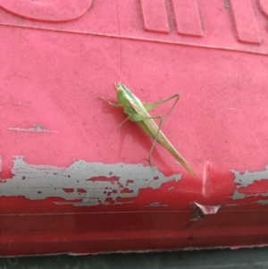 Conocephalus upoluensis at Garran, ACT - 22 Nov 2021 06:39 PM