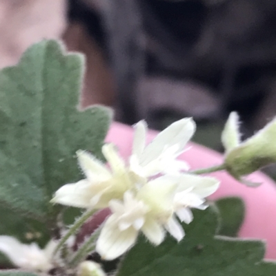 Xanthosia pilosa (Woolly Xanthosia) at Bundanoon, NSW - 14 Nov 2021 by Tapirlord