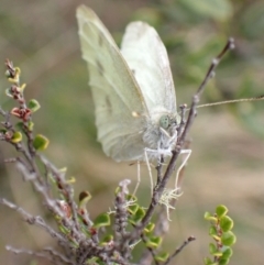 Pieris rapae (Cabbage White) at Cotter River, ACT - 22 Nov 2021 by AnneG1