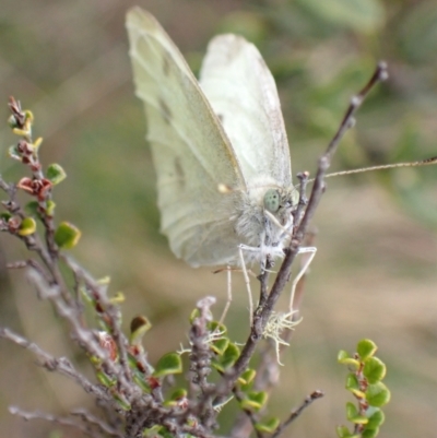 Pieris rapae (Cabbage White) at Cotter River, ACT - 22 Nov 2021 by AnneG1