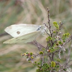 Pieris rapae at Cotter River, ACT - 22 Nov 2021 03:51 PM