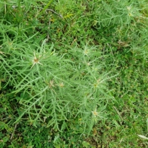 Centaurea calcitrapa at Pialligo, ACT - suppressed