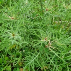 Centaurea calcitrapa at Pialligo, ACT - suppressed