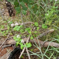 Pelargonium australe (Austral Stork's-bill) at Jerrabomberra, ACT - 23 Nov 2021 by Mike