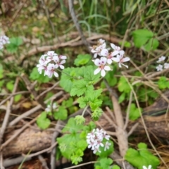 Pelargonium australe at Jerrabomberra, ACT - 23 Nov 2021 04:04 PM