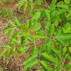 Acer negundo (Box Elder) at Jerrabomberra, ACT - 23 Nov 2021 by Mike