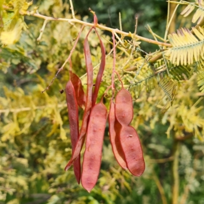 Acacia baileyana (Cootamundra Wattle, Golden Mimosa) at Jerrabomberra, ACT - 23 Nov 2021 by Mike
