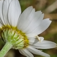 Chamaemelum nobile (Chamomile Daisy) at Jerrabomberra, ACT - 23 Nov 2021 by EmilySutcliffe