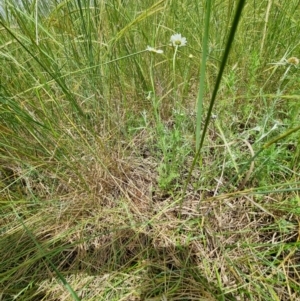 Chamaemelum nobile at Jerrabomberra, ACT - suppressed