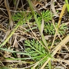 Chamaemelum nobile at Jerrabomberra, ACT - suppressed