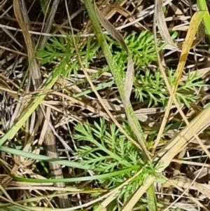 Chamaemelum nobile at Jerrabomberra, ACT - suppressed