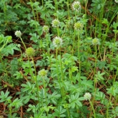 Acaena novae-zelandiae at Jerrabomberra, ACT - 23 Nov 2021