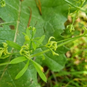 Galium aparine at Jerrabomberra, ACT - 23 Nov 2021