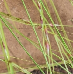 Nassella trichotoma at Jerrabomberra, ACT - 23 Nov 2021