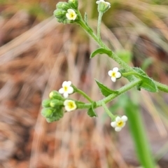 Hackelia suaveolens (Sweet Hounds Tongue) at Jerrabomberra, ACT - 23 Nov 2021 by Mike