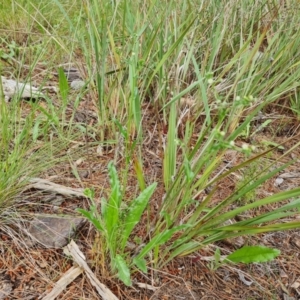 Hackelia suaveolens at Jerrabomberra, ACT - 23 Nov 2021