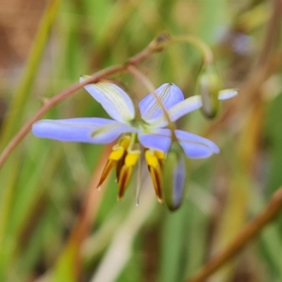 Dianella revoluta (Black-Anther Flax Lily) at Jerrabomberra, ACT - 23 Nov 2021 by Mike