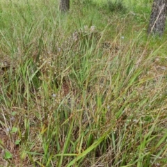 Dianella revoluta at Jerrabomberra, ACT - 23 Nov 2021 03:16 PM