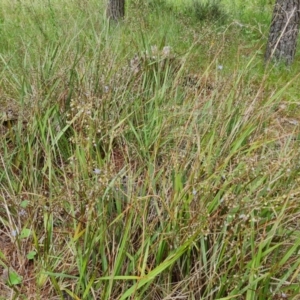 Dianella revoluta at Jerrabomberra, ACT - 23 Nov 2021