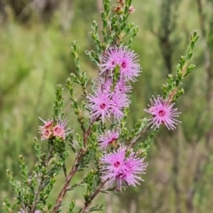 Kunzea parvifolia (Violet Kunzea) at Jerrabomberra, ACT - 23 Nov 2021 by Mike