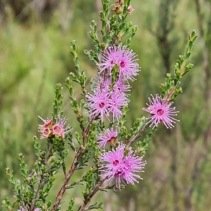 Kunzea parvifolia at Jerrabomberra, ACT - 23 Nov 2021