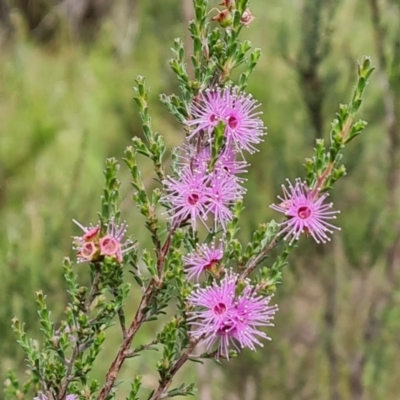 Kunzea parvifolia (Violet Kunzea) at Jerrabomberra, ACT - 23 Nov 2021 by Mike