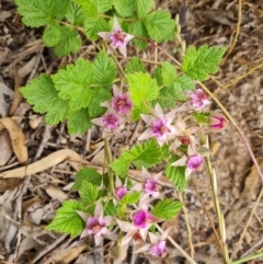 Rubus parvifolius (Native Raspberry) at Isaacs, ACT - 23 Nov 2021 by Mike