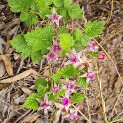 Rubus parvifolius (Native Raspberry) at Isaacs, ACT - 23 Nov 2021 by Mike