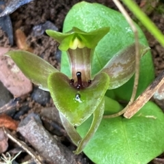 Chiloglottis valida (Large Bird Orchid) at Brindabella, NSW - 22 Nov 2021 by AnneG1