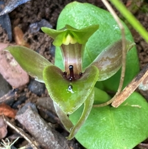 Chiloglottis valida at Brindabella, NSW - 22 Nov 2021