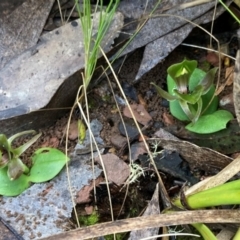 Chiloglottis valida at Brindabella, NSW - 22 Nov 2021