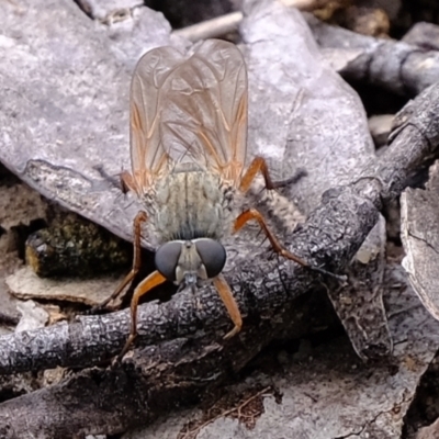 Asilidae (family) (Unidentified Robber fly) at Aranda Bushland - 23 Nov 2021 by Kurt