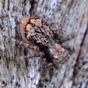 Servaea incana at Molonglo Valley, ACT - 23 Nov 2021